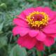 Цветок циния — фото, виды, выращивание, посадка и уход Растения циния