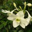 Eucharis - growing and care at home