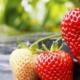 Erdbeeren im Gewächshaus anbauen – alle Details des Prozesses von erfahrenen Gärtnern Muss ich restliche Erdbeeren bestäuben?