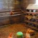 Hühnerstall zum Selbermachen: Bau aus Schrottmaterial Schritt für Schritt Zeichnungen eines Geflügelstalls zum Selbermachen