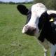 Was tun, wenn Kühe beim Melken streiten?