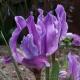 Zwerg-Iris: Sorten, Beschreibung, Fotos, Pflanzung und Pflege Irisfarbe