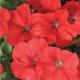 The best varieties of petunia with name, description, photo