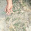 Wie Sie kriechendes Weizengras mit sanften und radikalen Methoden loswerden. Präparate gegen Weizengras