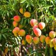 Kuidas mangosid kodus õigesti säilitada