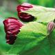 Abutilon: growing from seeds, propagation, transplanting and planting Abutilon synonyms: Indoor maple