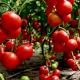 Wie man Tomaten füttert: Produktivität mit Düngemitteln steigern Nachdem man eine Tomate in den Boden gepflanzt hat, was soll man füttern?